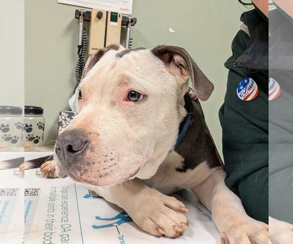 Medium Photo #2 American Pit Bull Terrier Puppy For Sale in Rustburg, VA, USA