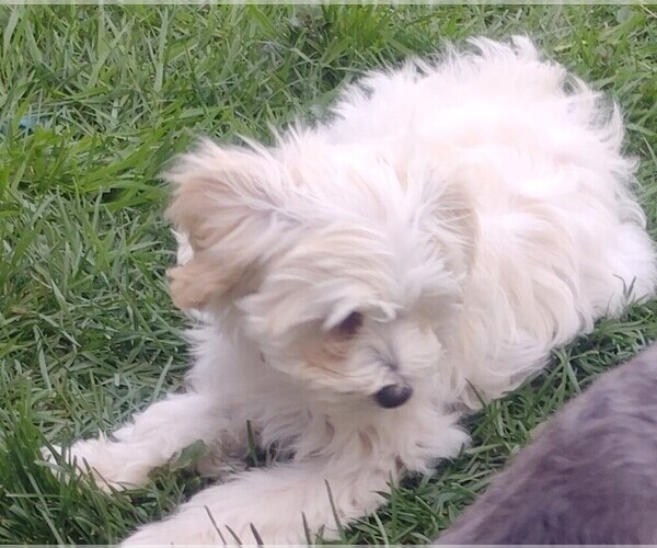 Medium Photo #3 Bichpoo-Poochon Mix Puppy For Sale in DES MOINES, IA, USA