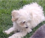Small #2 Bichpoo-Poochon Mix