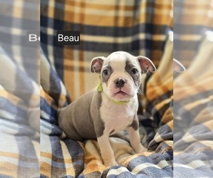 Boston Terrier Puppy for sale in MINERAL WELLS, WV, USA