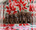 Small Photo #2 Cavapoo Puppy For Sale in PARKESBURG, PA, USA