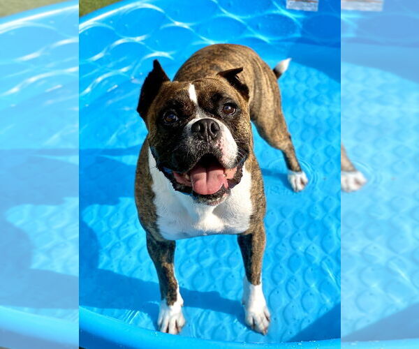 Medium Photo #6 Boxer Puppy For Sale in Austin, TX, USA