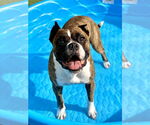 Small #5 Boxer