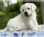 Small Photo #4 Labrador Retriever Puppy For Sale in MOUNT AIRY, MD, USA