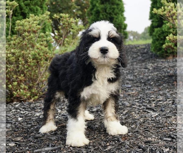 Medium Photo #2 Miniature Bernedoodle Puppy For Sale in WARSAW, IN, USA