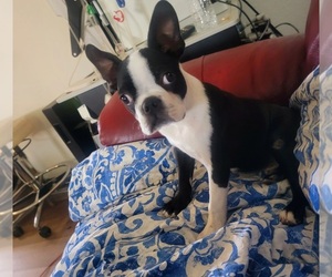 Boston Terrier Puppy for sale in MANTECA, CA, USA