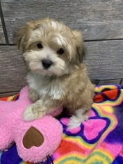 Morkie Puppy for sale in RICHMOND, IL, USA