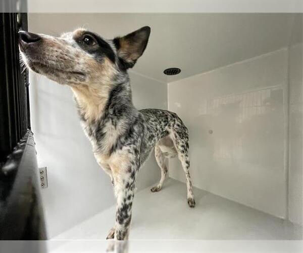 Medium Photo #1 Mutt Puppy For Sale in Houston, TX, USA