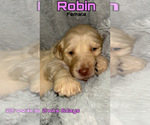 Small Photo #5 Goldendoodle Puppy For Sale in LIBERTY, TX, USA
