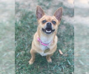 Canelo - Male Chihuahua-Unknown Mix Dog for Adoption - Photo #3