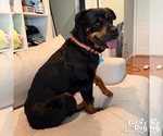 Small #17 Rottweiler Mix
