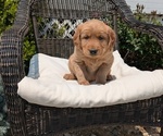 Puppy Spencer Golden Retriever