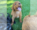 Small #4 Doodle-Goldendoodle Mix