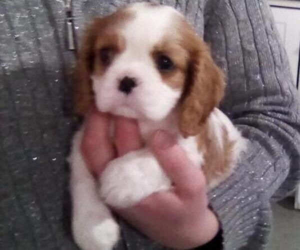 Medium Photo #12 Cavalier King Charles Spaniel Puppy For Sale in MILLERSBURG, OH, USA