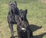 Small Photo #1 Cane Corso Puppy For Sale in EGG HARBOR TOWNSHIP, NJ, USA