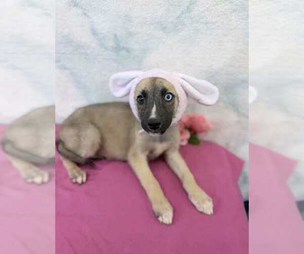 Medium Photo #1 German Shepherd Dog-Unknown Mix Puppy For Sale in Lakewood, CO, USA