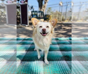 Cheenese Dogs for adoption in Seal Beach, CA, USA