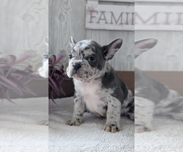 Medium Photo #8 French Bulldog Puppy For Sale in GOSHEN, IN, USA