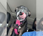 Small #1 American Pit Bull Terrier Mix