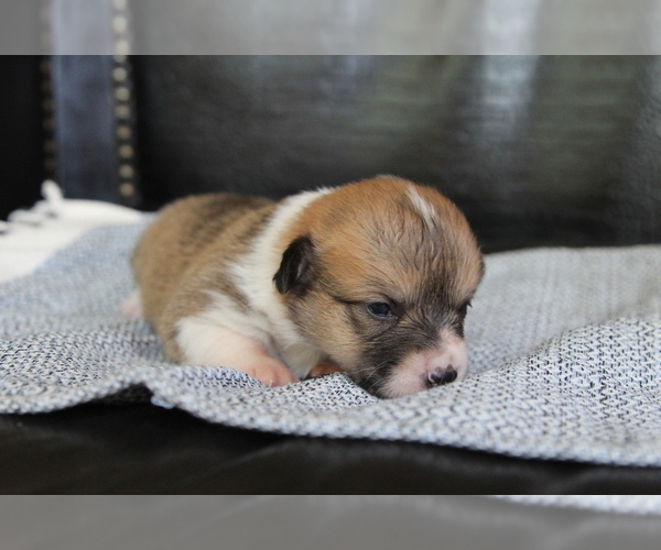 Medium Photo #13 Pembroke Welsh Corgi Puppy For Sale in FAIR GROVE, MO, USA