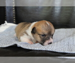 Small #12 Pembroke Welsh Corgi