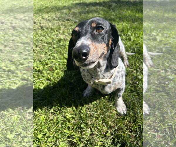 Medium Photo #1 Dachshund Puppy For Sale in Polson, MT, USA