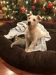 Small Photo #8 German Shepherd Dog Puppy For Sale in COVINGTON, WA, USA