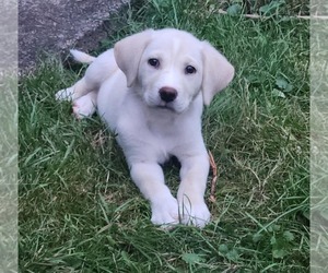 Medium Mutt