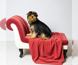 Medium Yorkshire Terrier
