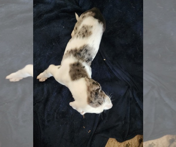 Medium Photo #7 Catahoula Leopard Dog Puppy For Sale in CUMBY, TX, USA