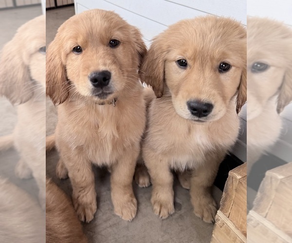 Medium Photo #5 Golden Retriever Puppy For Sale in PORTALES, NM, USA