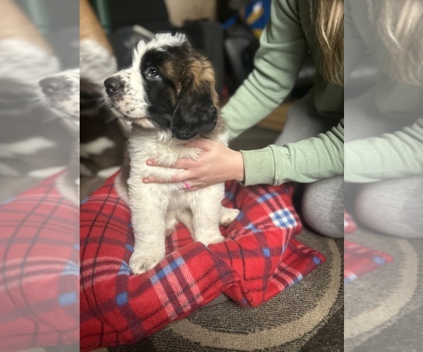Medium Photo #3 Saint Bernard Puppy For Sale in ANTWERP, NY, USA