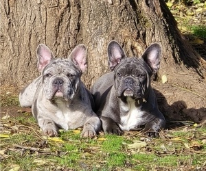 French Bulldog Puppy for sale in SPRINGFIELD, OR, USA