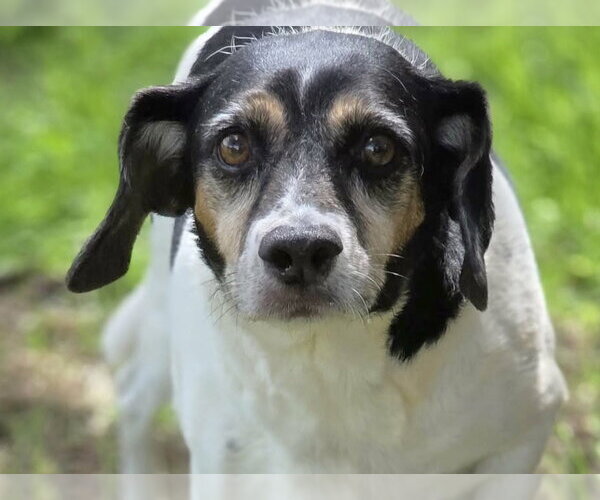 Medium Photo #1 Beagle-Unknown Mix Puppy For Sale in Anniston, AL, USA