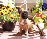 Puppy 6 French Bulldog