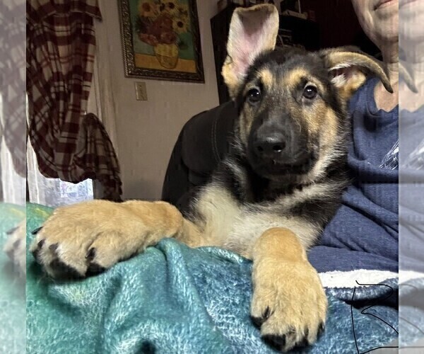 Medium Photo #2 German Shepherd Dog Puppy For Sale in SACRAMENTO, CA, USA