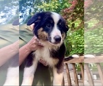 Small Photo #4 Australian Shepherd Puppy For Sale in AKRON, OH, USA