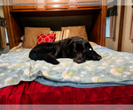 Small #2 Labrador Retriever Mix