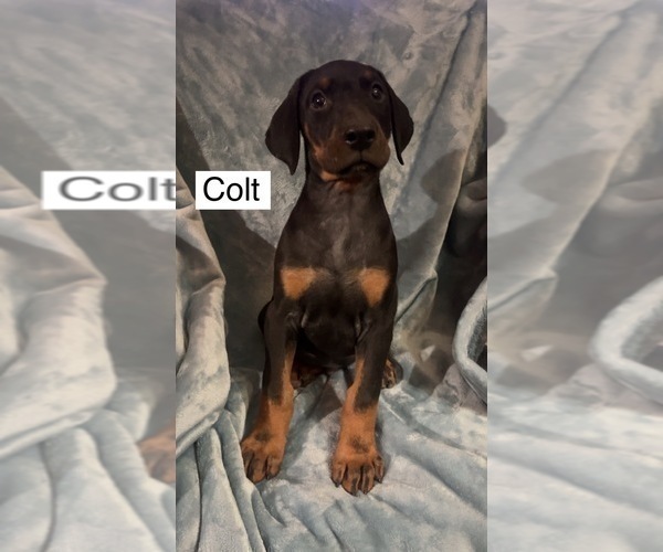 Medium Photo #5 Doberman Pinscher Puppy For Sale in POMEROY, OH, USA