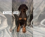 Small #4 Doberman Pinscher