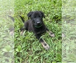 Puppy Kelly German Shepherd Dog