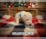 Small Photo #17 Dogo Argentino Puppy For Sale in MODESTO, CA, USA