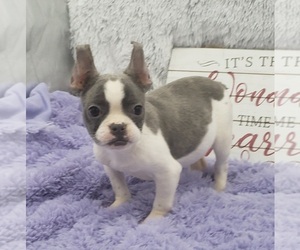 French Bulldog Puppy for sale in SANDY HOOK, KY, USA