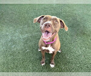 Labrador Retriever-Unknown Mix Dogs for adoption in Tavares, FL, USA