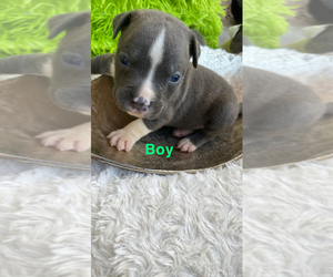 American Staffordshire Terrier Puppy for sale in HOMESTEAD, FL, USA