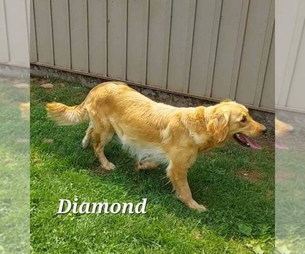 Medium Photo #1 Golden Retriever Puppy For Sale in NEWPORT, PA, USA