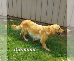 Mother of the Golden Retriever puppies born on 04/12/2025