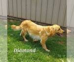 Small Photo #1 Golden Retriever Puppy For Sale in NEWPORT, PA, USA