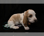 Small Photo #3 Basset Hound Puppy For Sale in ROLFE, IA, USA