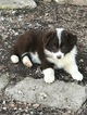 Small Photo #1 Australian Shepherd Puppy For Sale in BENTONVILLE, AR, USA